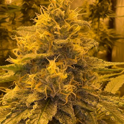 Biscotti growlog timeline photo