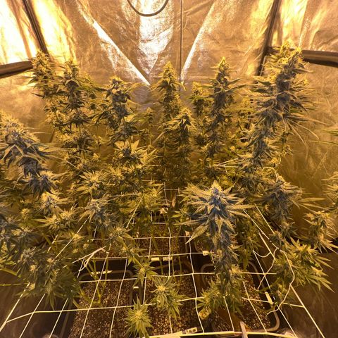 Biscotti growlog timeline photo