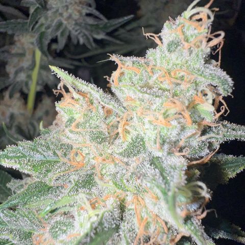 Biscotti growlog timeline photo