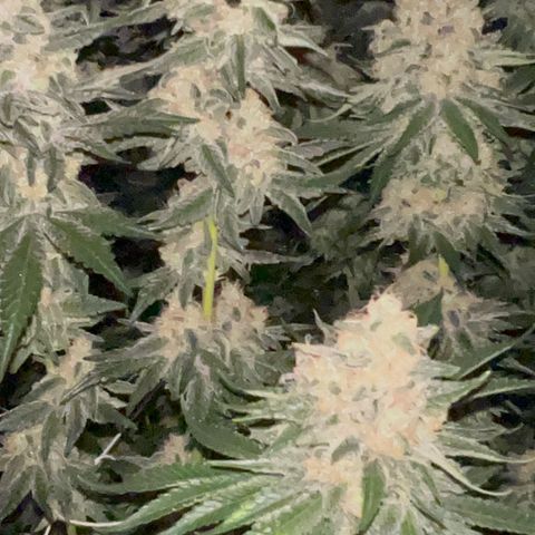 Biscotti growlog timeline photo