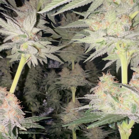 Biscotti growlog timeline photo