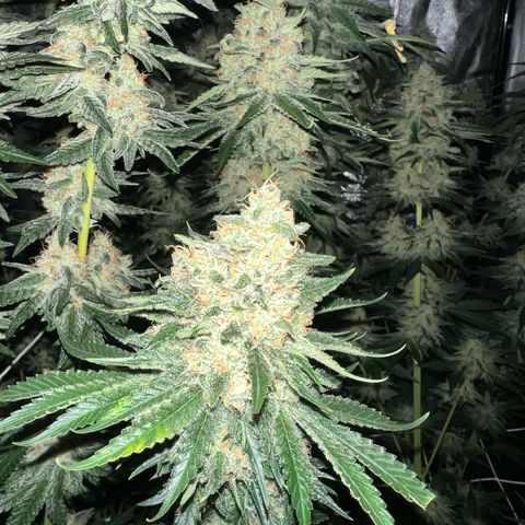 Biscotti growlog timeline photo
