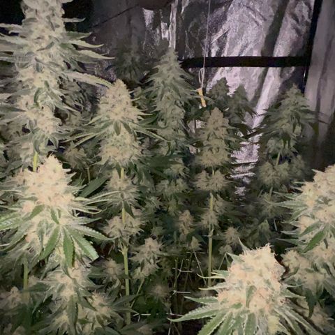 Biscotti growlog timeline photo
