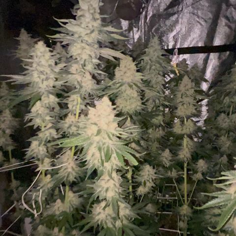 Biscotti growlog timeline photo
