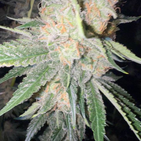 Biscotti growlog timeline photo