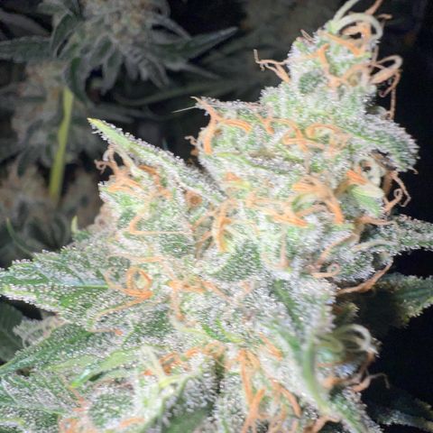Biscotti growlog timeline photo