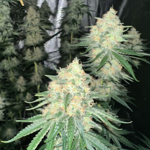 Biscotti growlog timeline photo