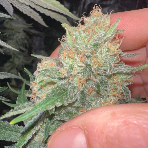 Biscotti growlog timeline photo