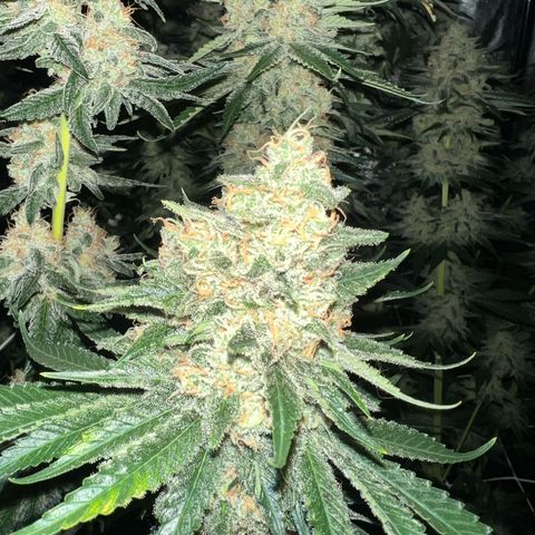 Biscotti growlog timeline photo