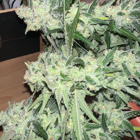 Biscotti growlog timeline photo