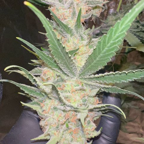 Biscotti growlog timeline photo