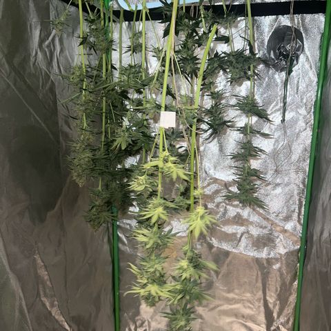 Biscotti growlog timeline photo