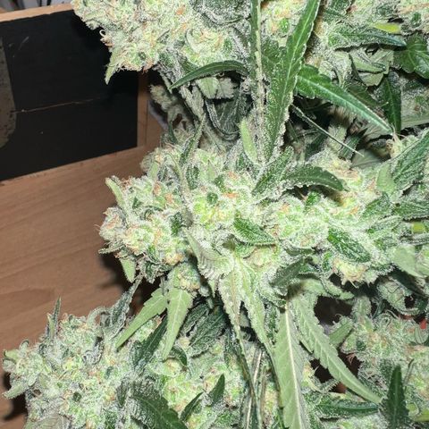 Biscotti growlog timeline photo
