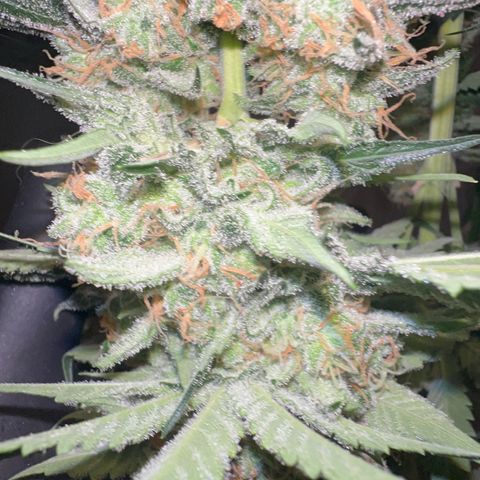 Biscotti growlog timeline photo
