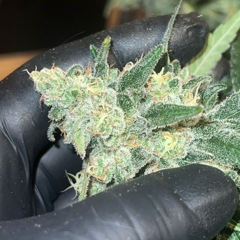 Biscotti growlog timeline photo