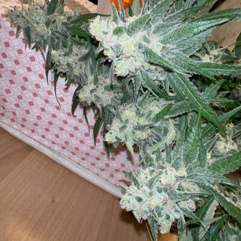 Biscotti growlog timeline photo