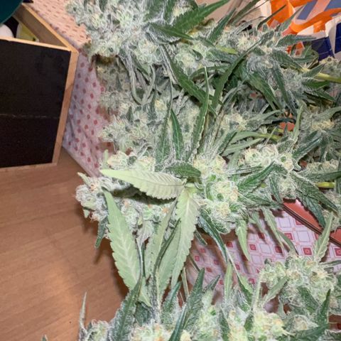 Biscotti growlog timeline photo