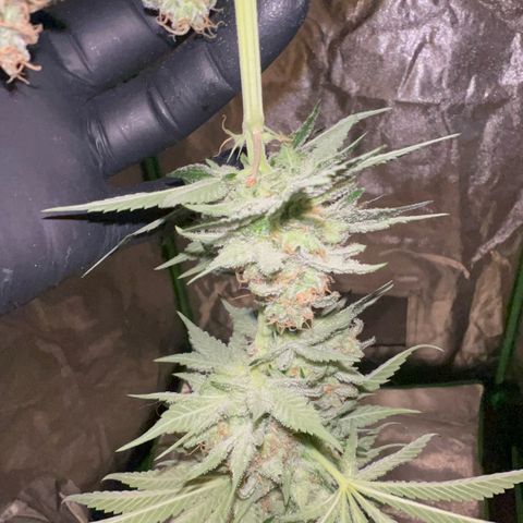 Biscotti growlog timeline photo