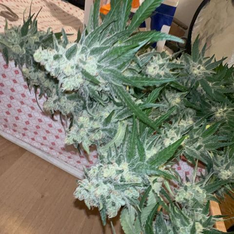 Biscotti growlog timeline photo