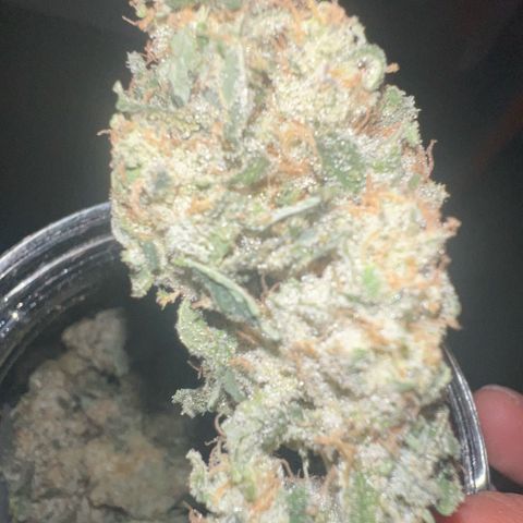 Biscotti growlog timeline photo