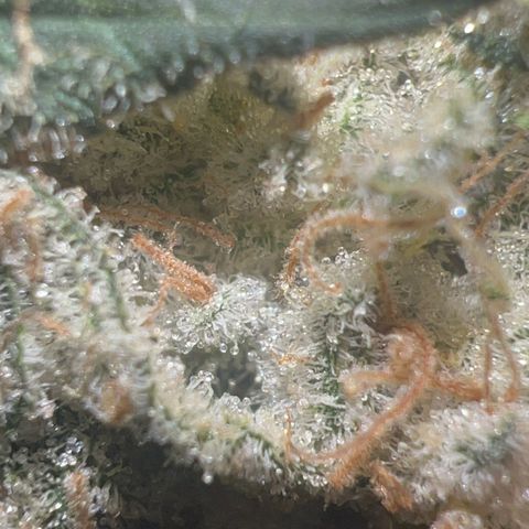 Biscotti growlog timeline photo