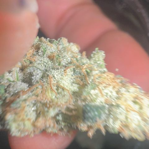 Biscotti growlog timeline photo