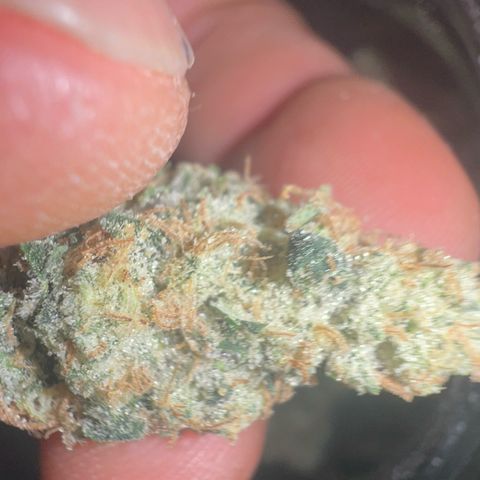 Biscotti growlog timeline photo
