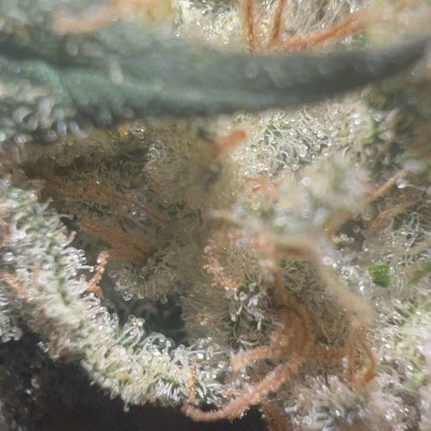 Biscotti growlog timeline photo