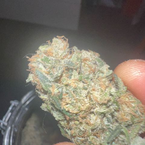 Biscotti growlog timeline photo