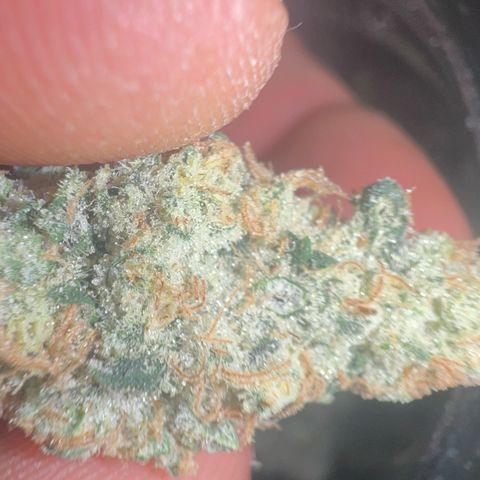 Biscotti growlog timeline photo