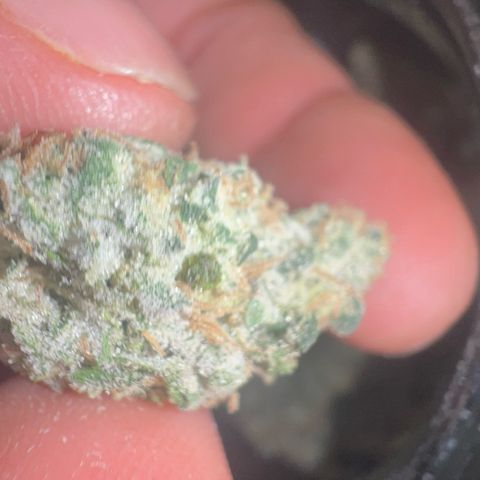 Biscotti growlog timeline photo