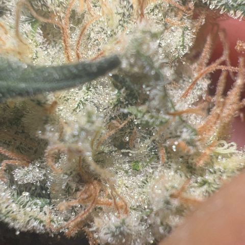 Biscotti growlog timeline photo