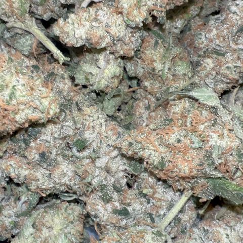 Biscotti growlog timeline photo