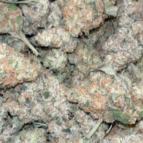 Biscotti growlog timeline photo
