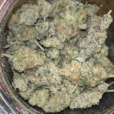Biscotti growlog timeline photo