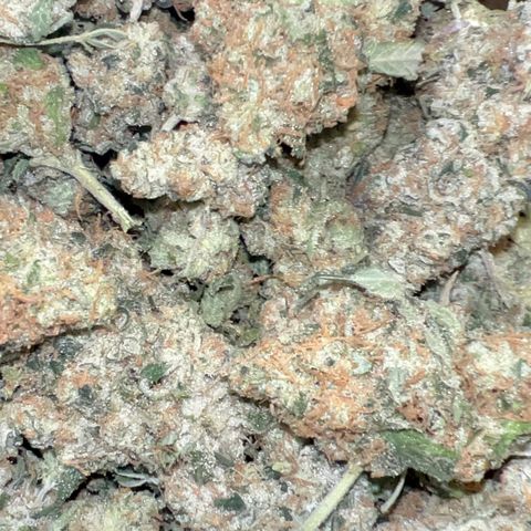 Biscotti growlog timeline photo