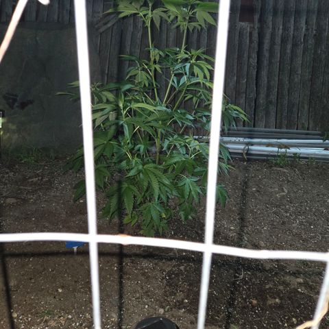 Sticky Grapes growlog timeline photo