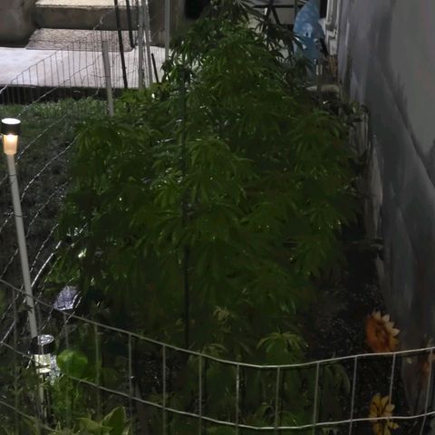 Heavy-Grapefruit growlog timeline photo