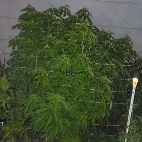 Heavy-Grapefruit growlog timeline photo
