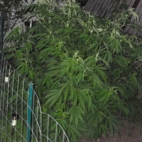 Sticky Grapes growlog timeline photo