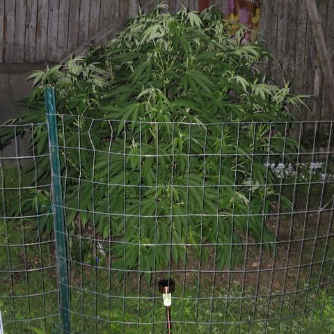 Sticky Grapes growlog timeline photo