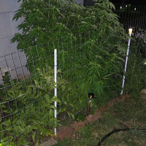 Heavy-Grapefruit growlog timeline photo