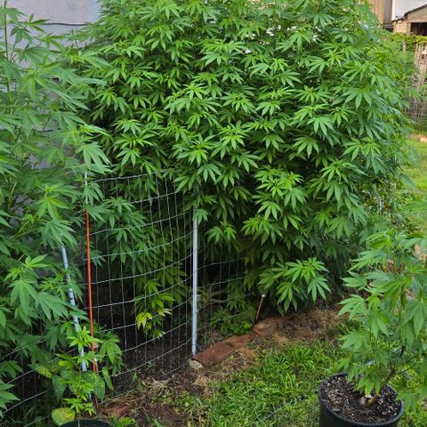 Heavy-Grapefruit growlog timeline photo
