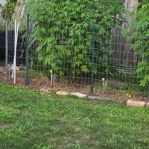 Sticky Grapes growlog timeline photo