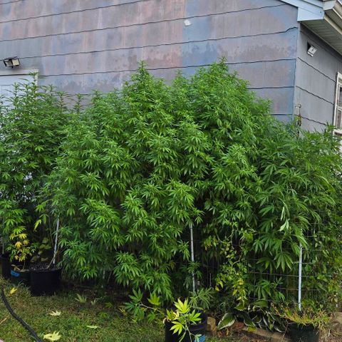 Heavy-Grapefruit growlog timeline photo