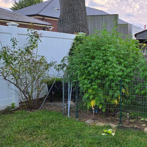 Sticky Grapes growlog timeline photo