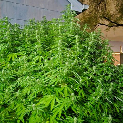 Heavy-Grapefruit growlog timeline photo