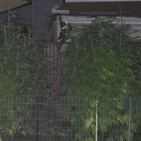 Sticky Grapes growlog timeline photo