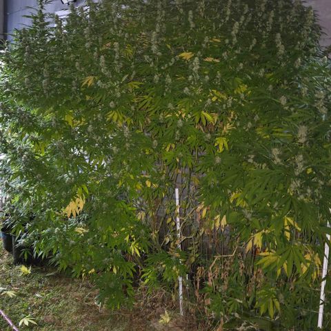 Heavy-Grapefruit growlog timeline photo