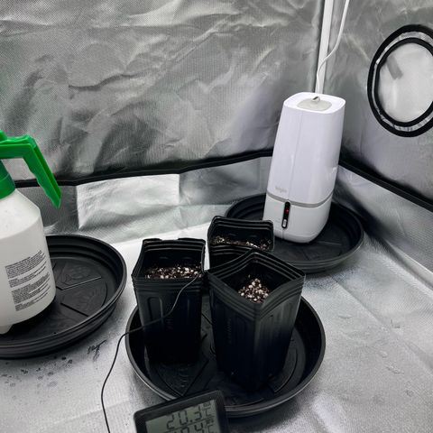 Banana Blaze growlog timeline photo